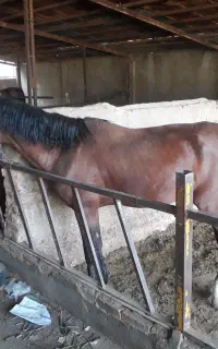 اسب کلاسی و درشت