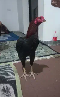 خروس لاری