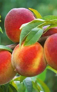 پک اقتصادی آلو و گوجه سبز