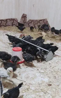 جوجه یک ماه امروک سه منظوره تعداد پنجاه عدد