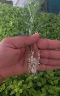 نشا / قلم گل داوودی
