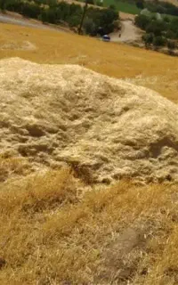 فروش کاه