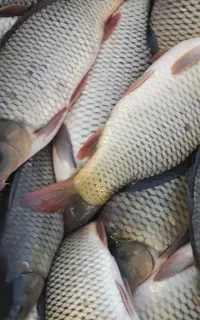 بِچه ماهی استخری کپور اصلاحی