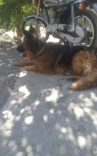 سگ ژرمن