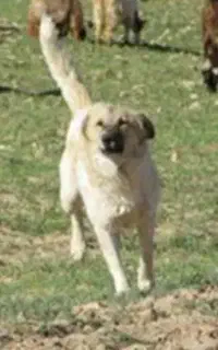 سگ گله