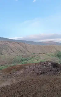 کود حیوانی