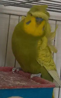 دوجفت مرغ عشق
