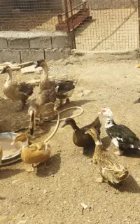 اردک و غوغاز  توضیحات بخون