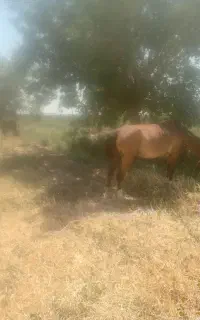 فروش اسب