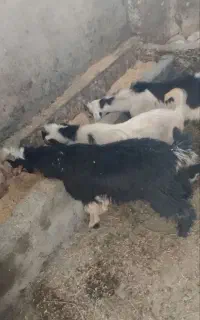 چپش نر