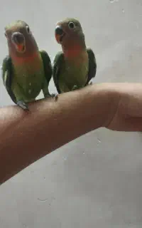 کوتوله سرلاکی و تازه دون خور