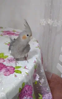 عروس هلندی صددرصد نر و سخنگو