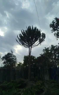 هرس باغبانی برش درخت