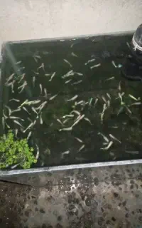 گپی فروشی دونه ای ۵۰هزار