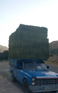 باسلام یونجه ساق ریز درجه یک