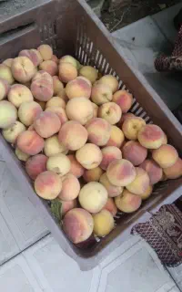 هلو آلبرتا درجه یک