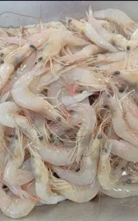 صیدروزسفارش پذیرفته میشود