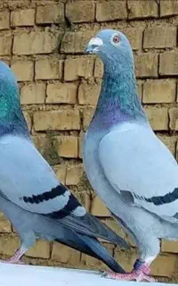 کبوتر پلاکی سبز .توضیحات بخون