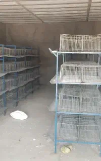 قفس بلدرچین
