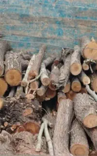 چوب شمارو خریداریم شلیل صنبور توت آلو وغیره...