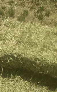 یونجه پرس خشک