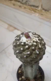 کاکتوس