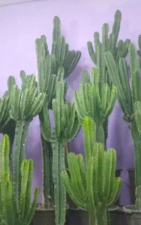کاکتوس قدبلند