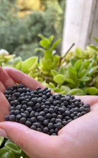 کود زیرکشت مناسب لوبیا، یونجه و...