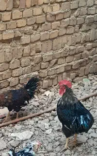 خروس