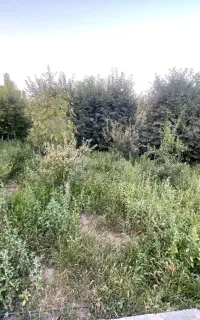 علوفه رایگان