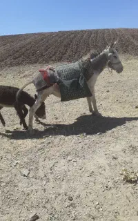شیر خر فروشی درجه یک