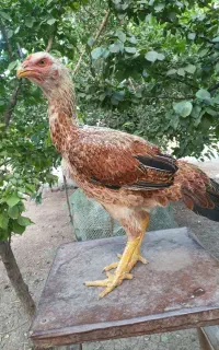 مرغ لاری