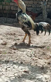 تخم لاری