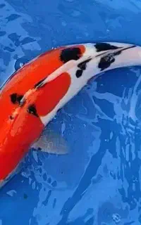 جشنواره فروش کوی وارداتی.بلک.پلاتینیوم.کوهاکویکبند