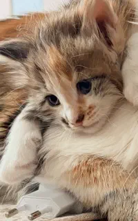 گربه