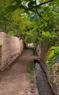 کارگر باغ خانم