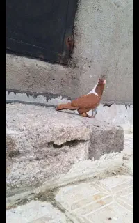 کبوتر ککیلی پرنده