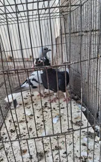 کبوترماده