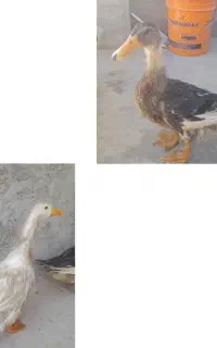 اردک سالم