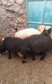 بره