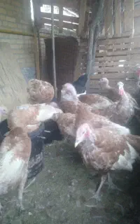 بوقلمون برنزی