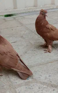 دو عدد جوجه کبوتر راعبی (دفع شیاطین و جن از منزل)