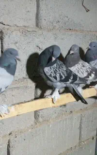 کبوتر