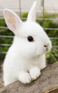 خرگوش نژاد لهستانی