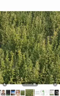 فروش یونجه