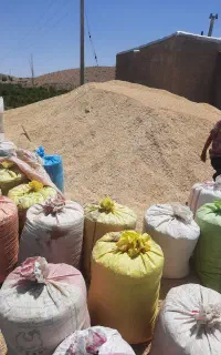 جو سفید و درجه یک و ارزان
