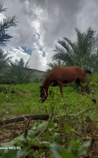 فروش اسب مادیون