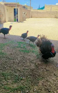 ۴جفت بوقلمون نر وماده ماده تخم گذار