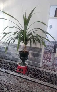 گل طبیعی بزرگ و زیبا