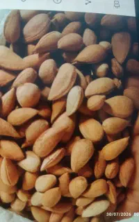 فروش بادام تلخ